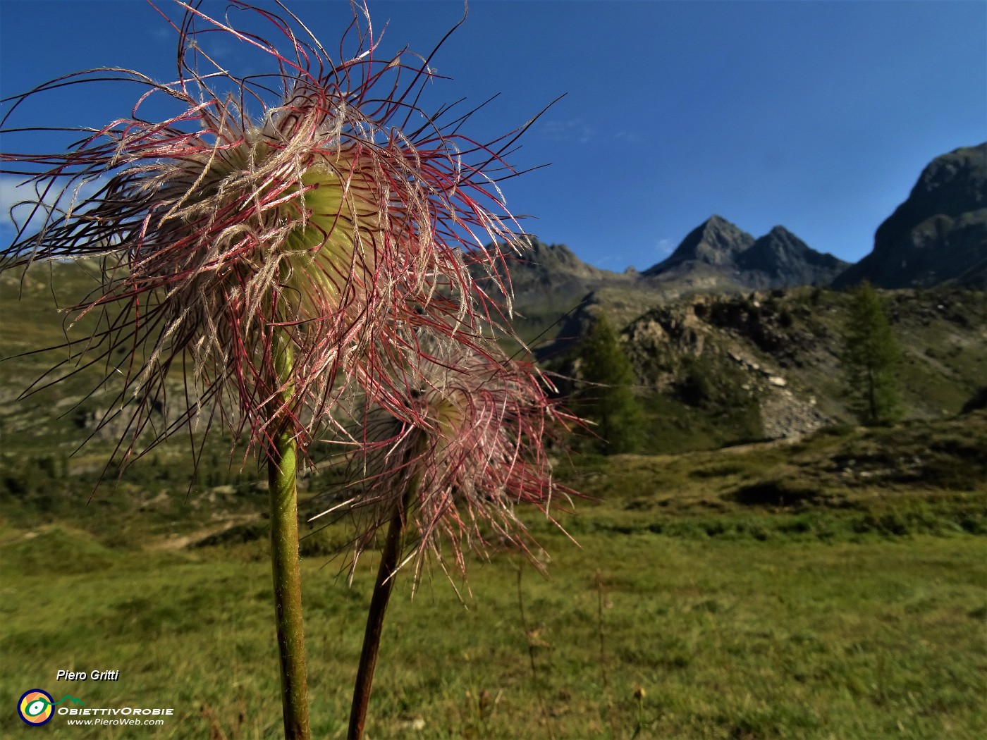 16 Pulsatilla alpina in avanzata fruttescenza con vista verso il Pizzo del Diavolo.JPG